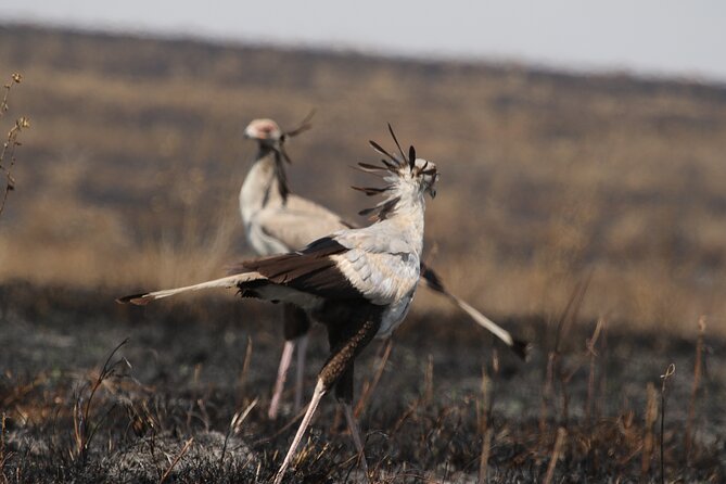 3 Days Tarangire, Ngorongoro & Lake Manyara Group Camping Safari - Who should choose this safari