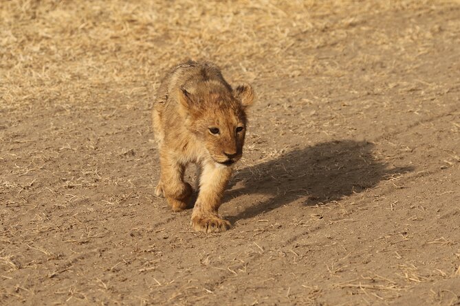 3 Days Tarangire, Ngorongoro & Lake Manyara Group Camping Safari - Day 2: Down into Ngorongoro Crater