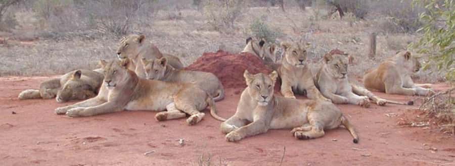 3 days Tsavo East and Amboseli safari from Diani/Mombasa - Why This Safari Works From the Kenyan Coast