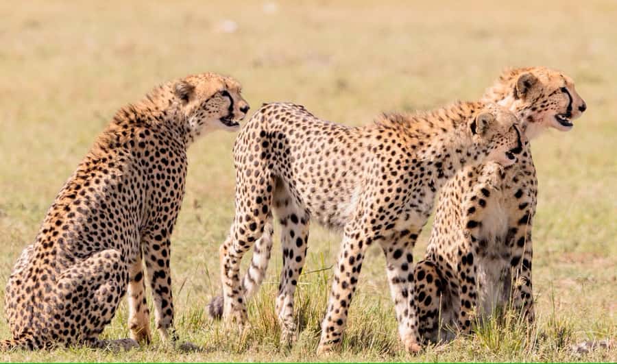 3 days Tsavo East and Amboseli safari from Diani/Mombasa - Day One: Buchuma Gate and Tsavo East