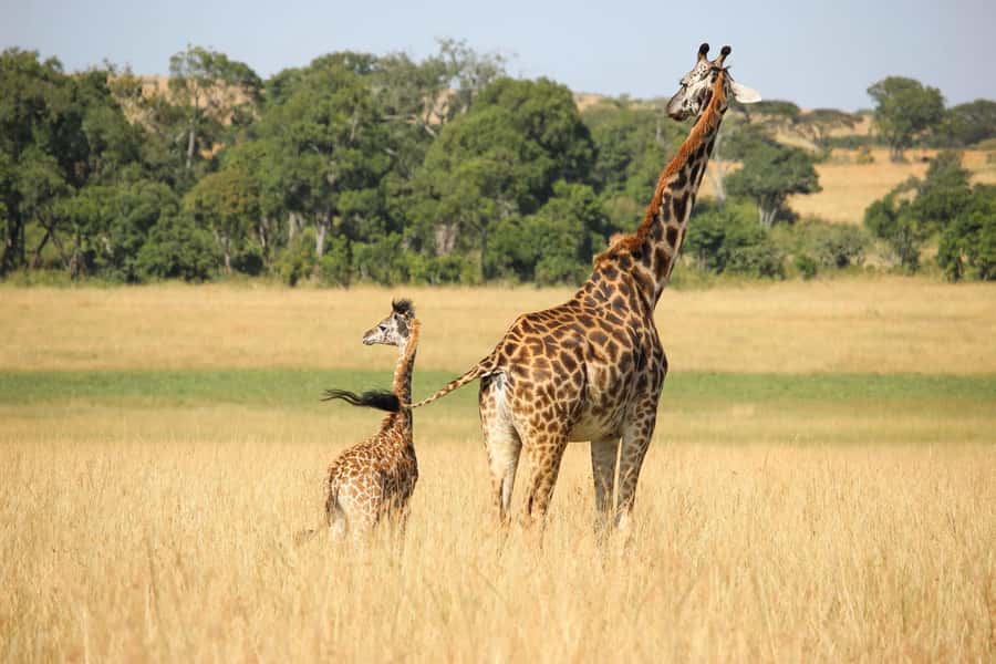 3 days Tsavo East and Amboseli safari from Diani/Mombasa - Day Three: Amboseli at First Light