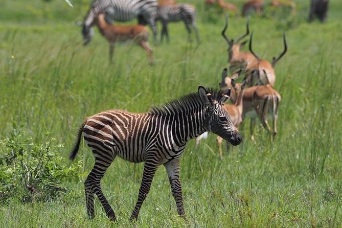 3 Days Unique safari Selous Game Reserve Tanzania - Why Selous works well for a short safari from Dar es Salaam