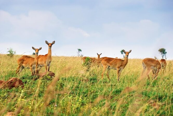 3 Days Wild Tour Queen Elizabeth National Park Safari Uganda - Key things to know before booking