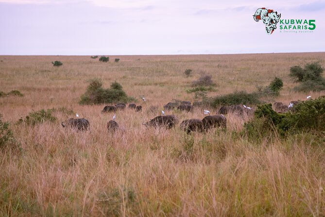 3 Days Wild Tour Queen Elizabeth National Park Safari Uganda - Why the game drive can be worth the long transfer