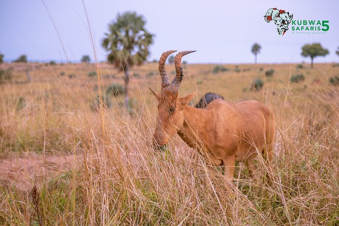 3 Days Wild Tour Queen Elizabeth National Park Safari Uganda - Day three: Kazinga Channel is the trip’s strongest set piece