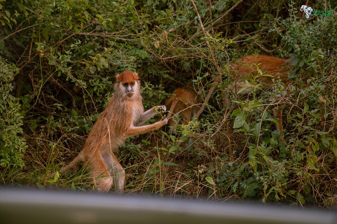 3 Days Wild Tour Queen Elizabeth National Park Safari Uganda - Who should book this Queen Elizabeth safari