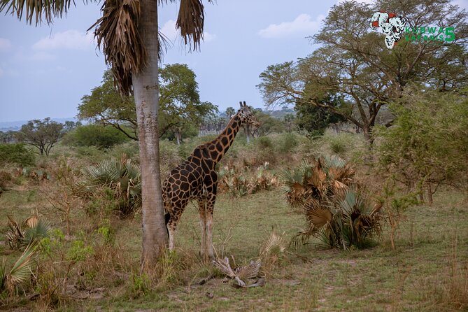 3 Days Wild Tour Queen Elizabeth National Park Safari Uganda - Day one: Entebbe pickup and a first night near Kampala