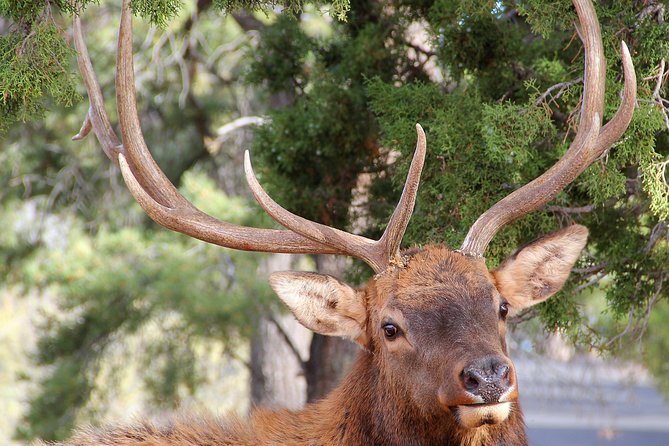 3 Hour Back-Road Safari to Grand Canyon with Entrance Gate By-Pass at 9:30 am - Bright Angel Trail and the Kolb brothers