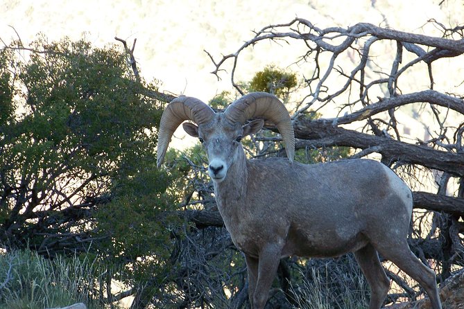3 Hour Back-Road Safari to Grand Canyon with Entrance Gate By-Pass at 9:30 am - The value of a 12-person group