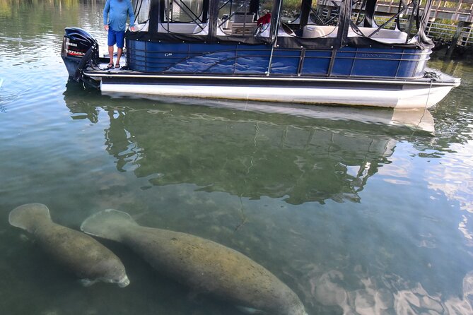 3 Hour See Crystal River Wildlife Safari Boat Cruise - Key points before you book