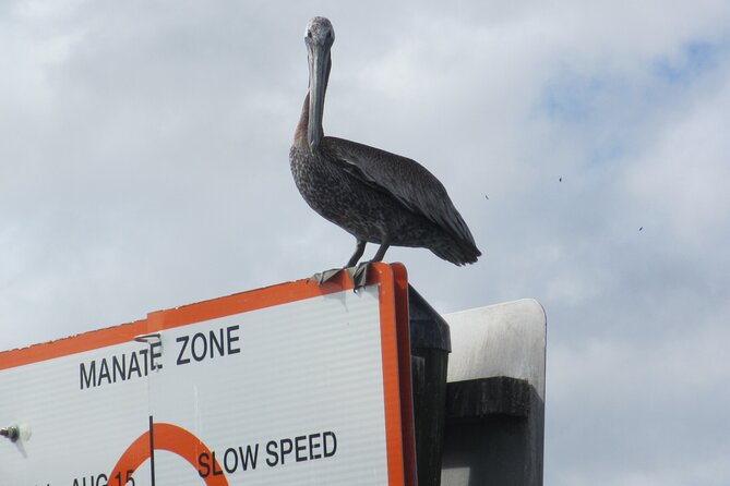 3 Hour See Crystal River Wildlife Safari Boat Cruise - Following Crystal River toward the Gulf