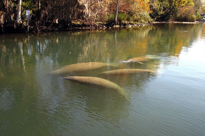 3 Hour See Crystal River Wildlife Safari Boat Cruise - What the small group changes