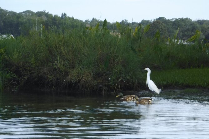 3 Hour See Crystal River Wildlife Safari Boat Cruise - Is $64.95 a fair price?