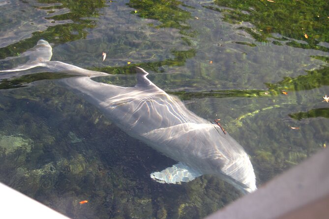3 Hour See Crystal River Wildlife Safari Boat Cruise - Choosing your departure time and meeting point