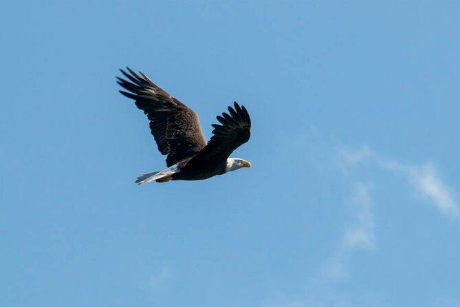 3 Hour See Crystal River Wildlife Safari Boat Cruise - What to bring for three hours outside