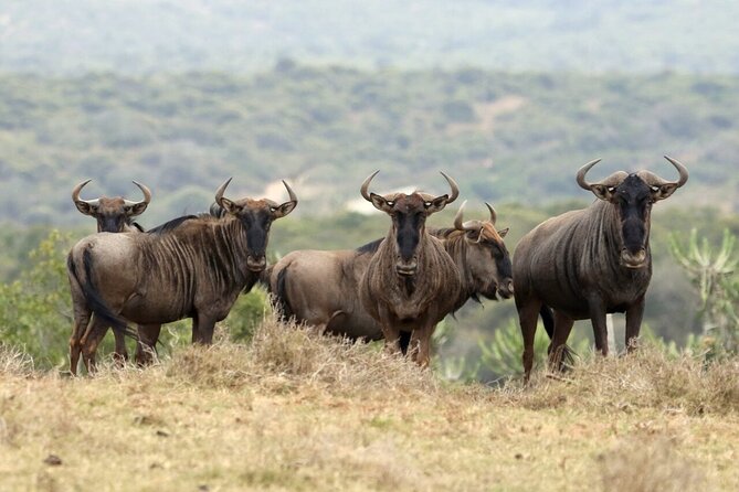 4-Day Budget Tarangire, Serengeti, Ngorongoro Safari Guided Tour - Day 1: Tarangire’s river and dry-season wildlife