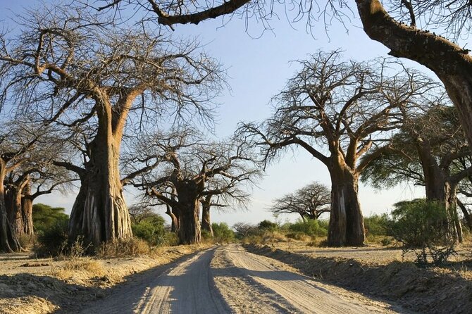 4-Day Budget Tarangire, Serengeti, Ngorongoro Safari Guided Tour - Day 3: From the Serengeti toward Ngorongoro