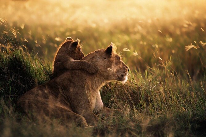 4-Day Budget Tarangire, Serengeti, Ngorongoro Safari Guided Tour - Day 4: Ngorongoro Crater in a concentrated half-day