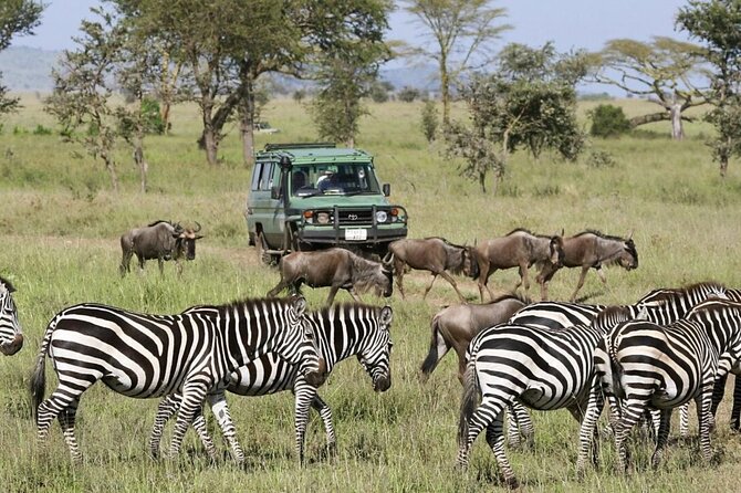 4-Day Budget Tarangire, Serengeti, Ngorongoro Safari Guided Tour - Who should book this safari?