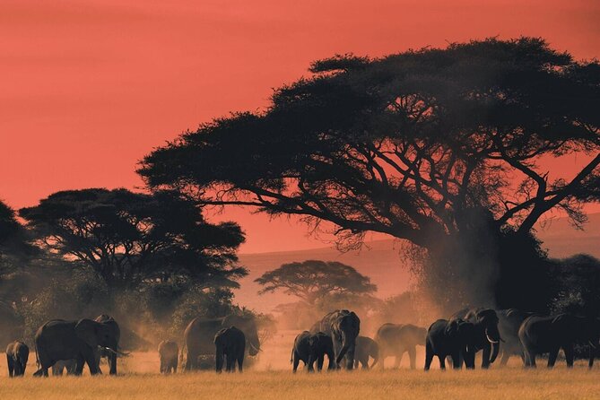 4-Day Budget Tarangire, Serengeti, Ngorongoro Safari Guided Tour - Day 2: The long road into central Serengeti