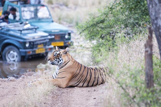 4 Day Golden Triangle with Ranthambore Tiger Safari Tour from Delhi - A fast route through India’s biggest sights
