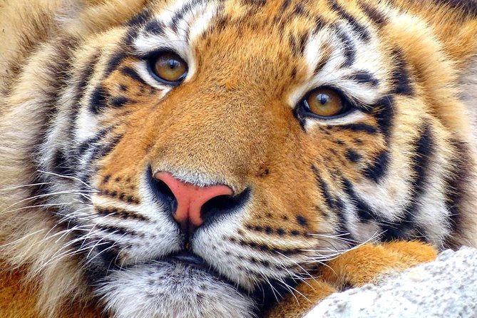 4 Day Golden Triangle with Ranthambore Tiger Safari Tour from Delhi - FAQ
