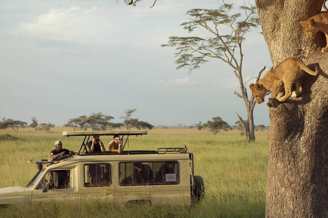 4 Day Great Migration Safari Serengeti & Ngorongoro Crater - Day two: a 6 a.m. start in the Serengeti