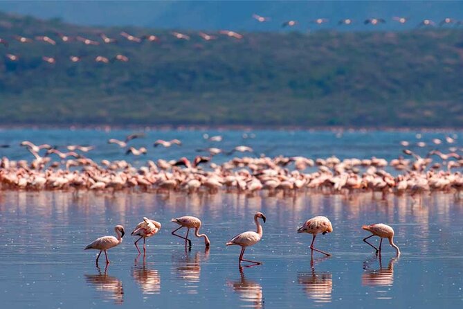 4 Day Great Migration Safari Serengeti & Ngorongoro Crater - Day four: Ngorongoro Crater from the rim to the floor