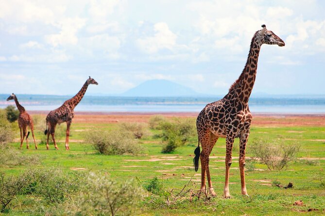 4 Day Great Migration Safari Serengeti & Ngorongoro Crater - Who gets the best value from this trip