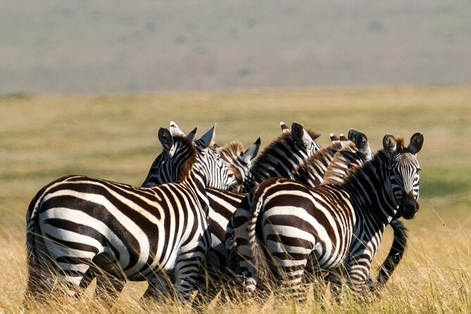 4-Day Majestic Group Tour in Safari - Day 3 at Ngorongoro Crater: the safari’s strongest wildlife day