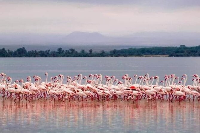 4-Day Majestic Group Tour in Safari - Day 4 at Lake Manyara: birds, tree-climbing lions, and a cultural stop