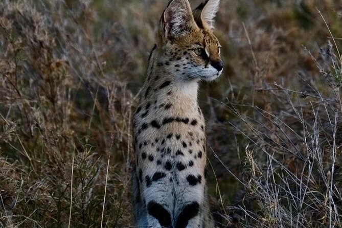 4-Day Majestic Group Tour in Safari - Guides, vehicles, and the small-group difference