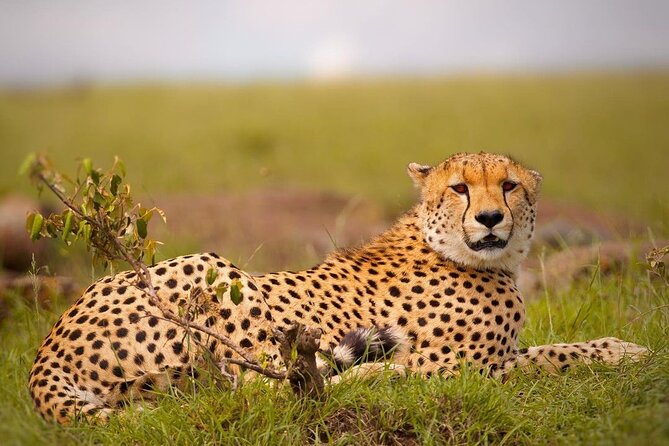 4-Day Majestic Group Tour in Safari - Meals, accommodation, and what the price includes