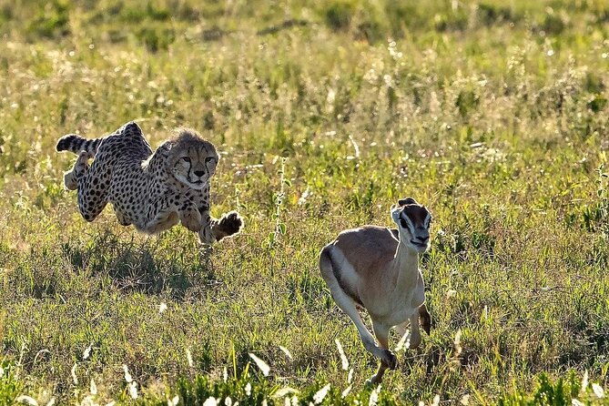 4-Day Majestic Group Tour in Safari - Who should choose this safari?
