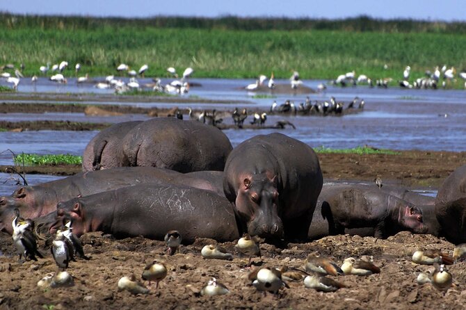 4-Day Manyara Serengeti and Ngorongoro Wonders Budget Safari Tour - What the guide can add to the safari