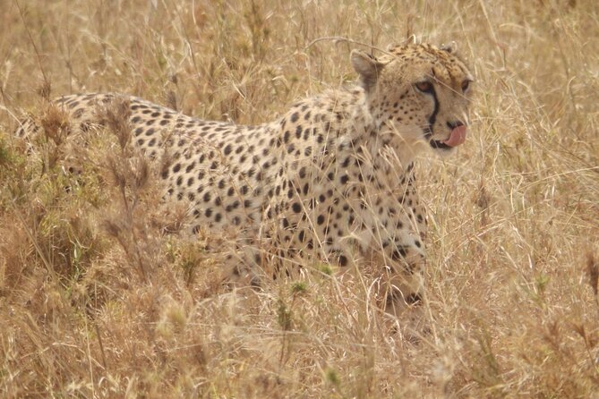 4-Day Safari from Arusha: Tarangire, Serengeti and Ngorongoro - Day one: Tarangire’s elephants and baobab country