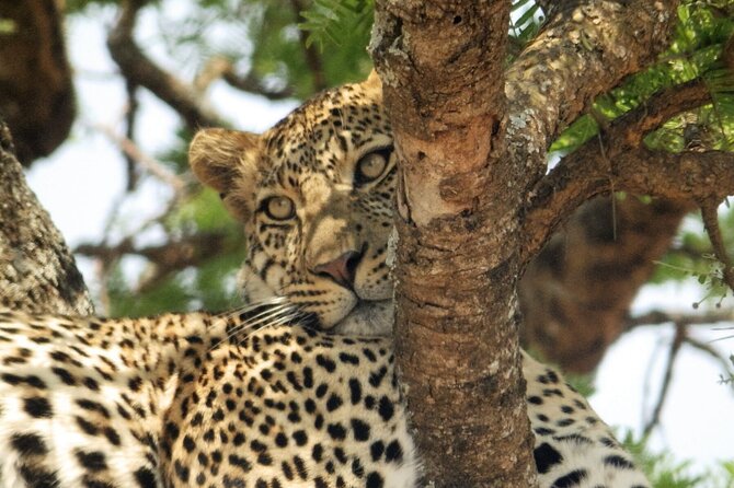 4-Day Safari from Arusha: Tarangire, Serengeti and Ngorongoro - Day three: A morning drive before leaving Serengeti
