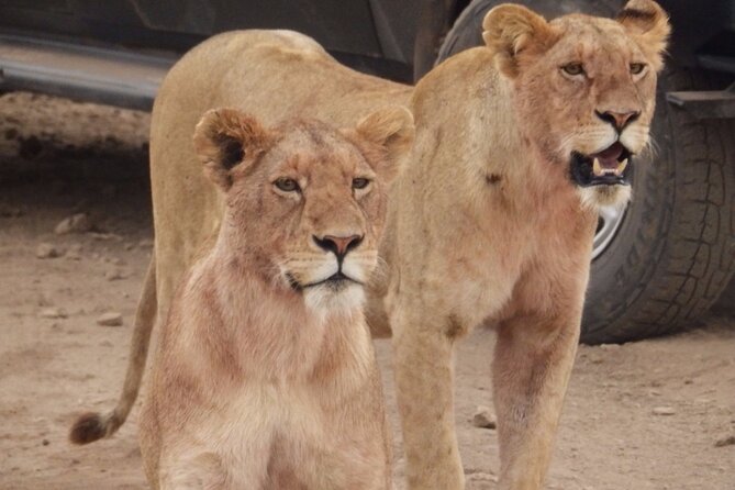 4-Day Safari from Arusha: Tarangire, Serengeti and Ngorongoro - Day four: Down into Ngorongoro Crater