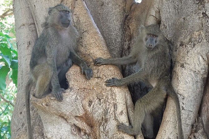 4-Day Safari from Arusha: Tarangire, Serengeti and Ngorongoro - What the $1,754.88 price really covers