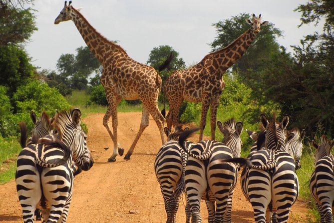 4-Day Safari from Arusha: Tarangire, Serengeti and Ngorongoro - Day two: From Karatu highlands to the Seronera plains