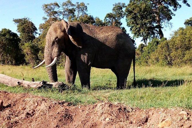 4-Day Safari: Lake Manyara, Serengeti & Ngorongoro - Group size, vehicles, and guide quality