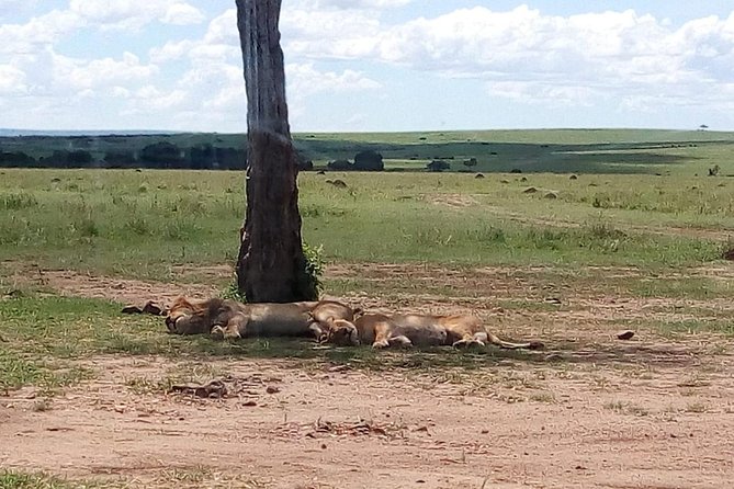 4-Day Safari: Lake Manyara, Serengeti & Ngorongoro - Is $1,743.59 good value?