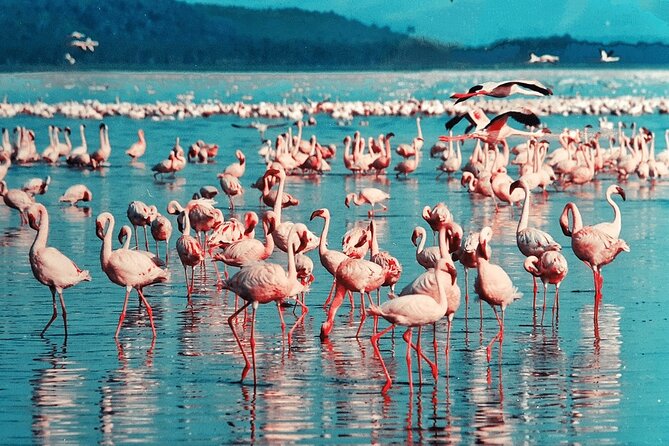 4-Day Safari to Tarangire ,Serengeti and Ngorongoro crater from Arusha - Day 4: Sunrise and the wildlife bowl of Ngorongoro