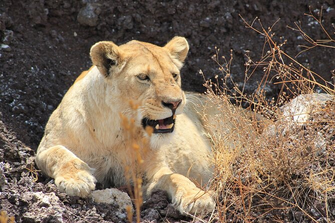 4 Day Tanzania Afordable Safari ft Two Night Serengeti - What this Tanzania safari actually offers