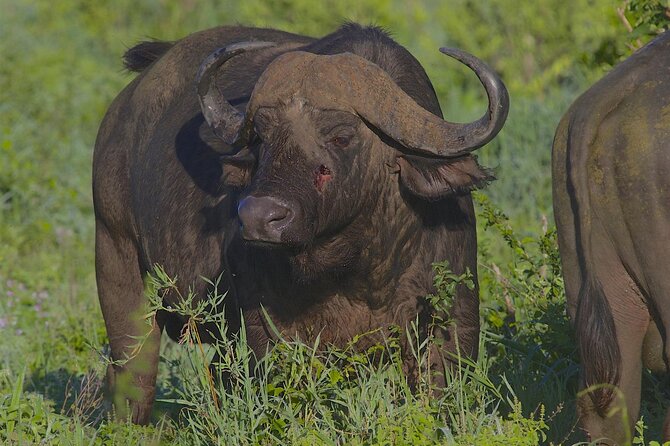 4 Day Tanzania Afordable Safari ft Two Night Serengeti - Ngorongoro Crater: wildlife in a dramatic natural bowl