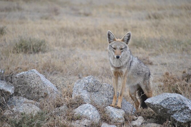 4 Day Tanzania Afordable Safari ft Two Night Serengeti - What the guide adds to the experience