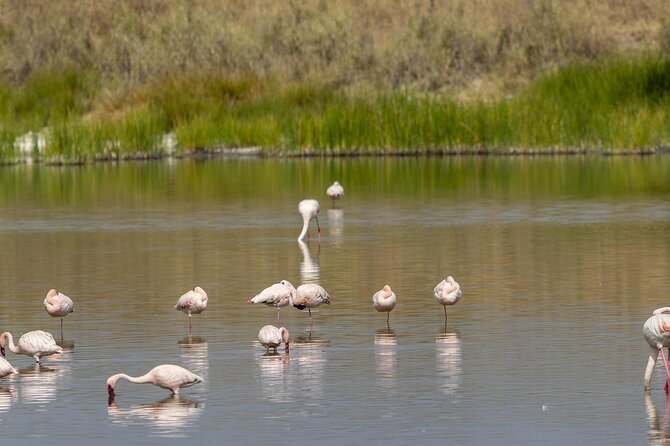 4 Day Tanzania Afordable Safari ft Two Night Serengeti - The road to Serengeti and the first Seronera drive