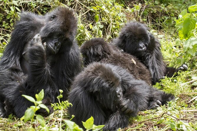 4-Day Uganda Gorilla Trekking and Wildlife Safari - The four highlights that shape the trip