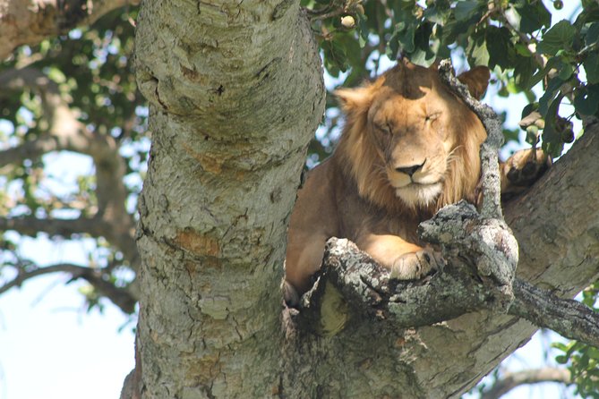 4-Day Uganda Gorilla Trekking and Wildlife Safari - Day 2: Kasenyi tracks, Ishasha, and the road to Bwindi