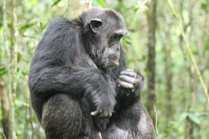 4-Day Uganda Gorilla Trekking and Wildlife Safari - Day 1: Equator stop, Queen Elizabeth, and the Kazinga Channel